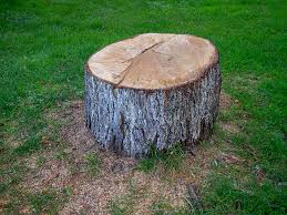 Professional Tree Removal in Karns, TN
