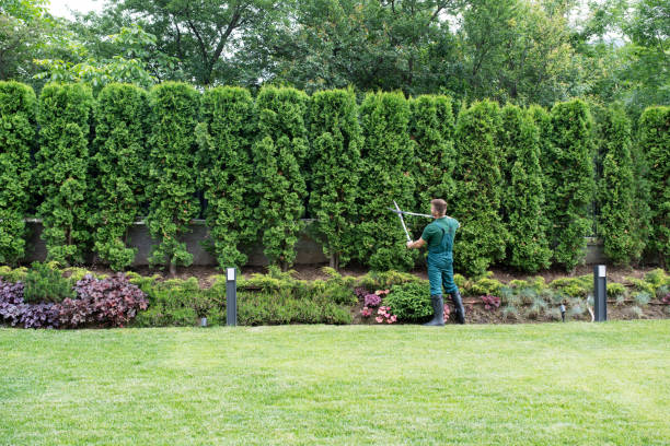 Best Tree Maintenance Programs  in Karns, TN
