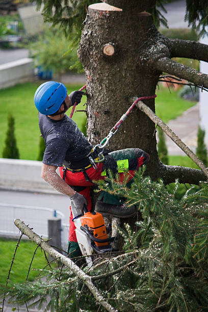 Tree and Shrub Care in Karns, TN