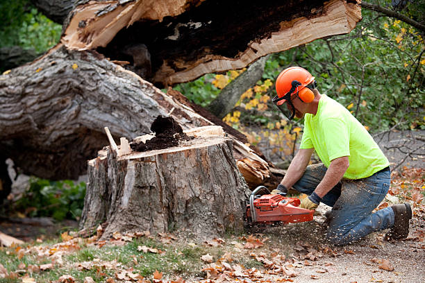 How Our Tree Care Process Works  in  Karns, TN