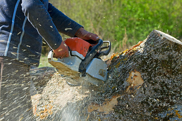 Best Lawn Renovation and Restoration  in Karns, TN