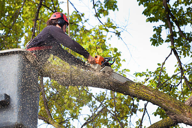 Best Arborist Consultation Services  in Karns, TN