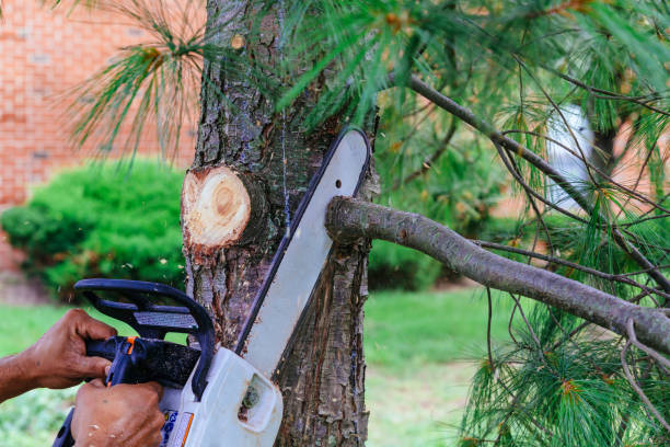 Best Utility Line Clearance  in Karns, TN